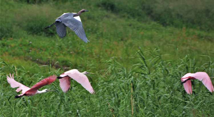 fowl flying